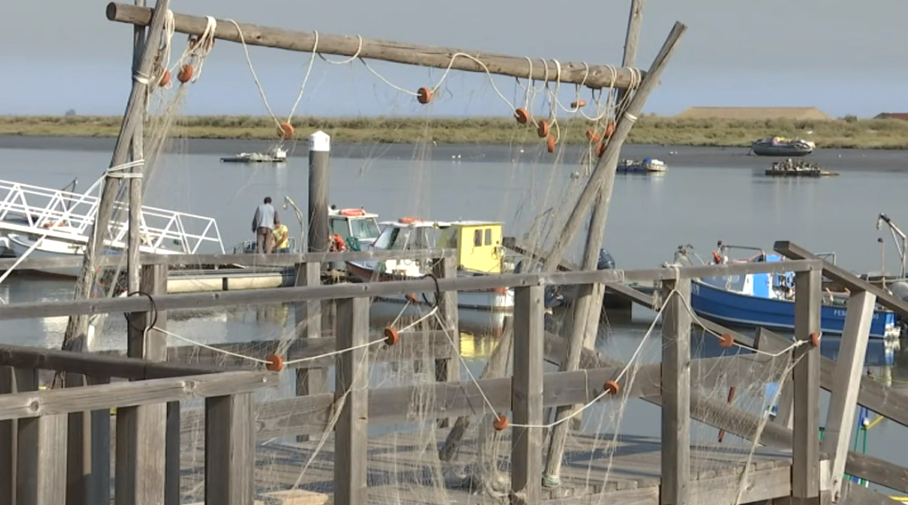 Seca e poluição afetam atividade piscatória no Tejo