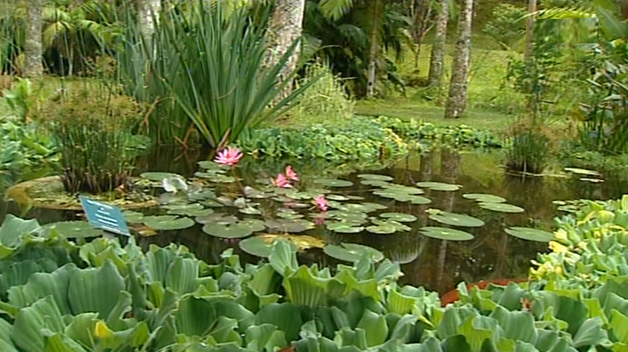 Livro “Terra Nostra Garden”