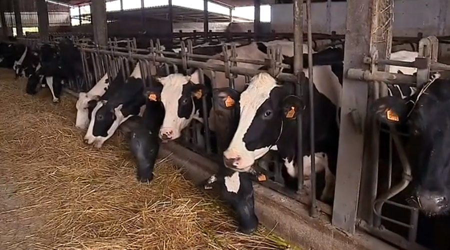 Quebra na produção de leite