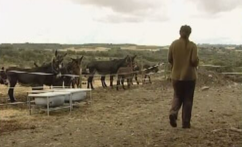 Burros de Miranda do Douro