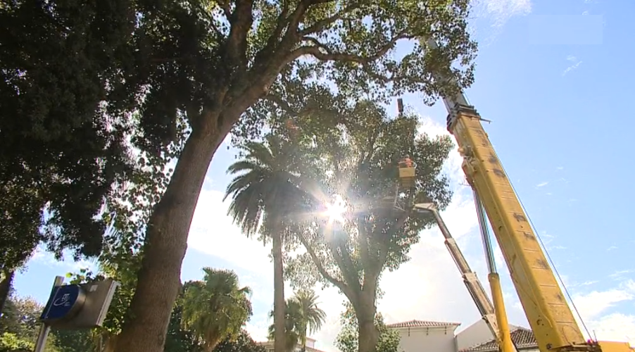 Corte de árvore centenária na Ilha Terceira