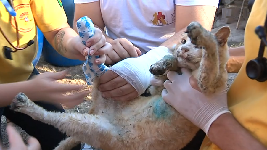 Veterinários nos incêndios florestais