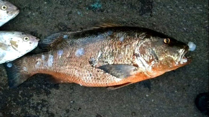 Nova espécie de peixe nos Açores