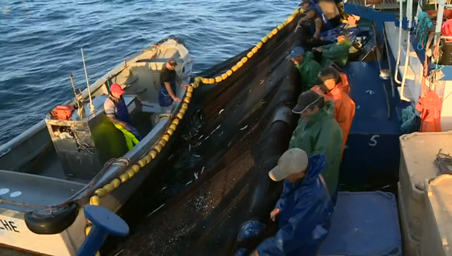 Pesca da sardinha deverá ser proibida em 2018