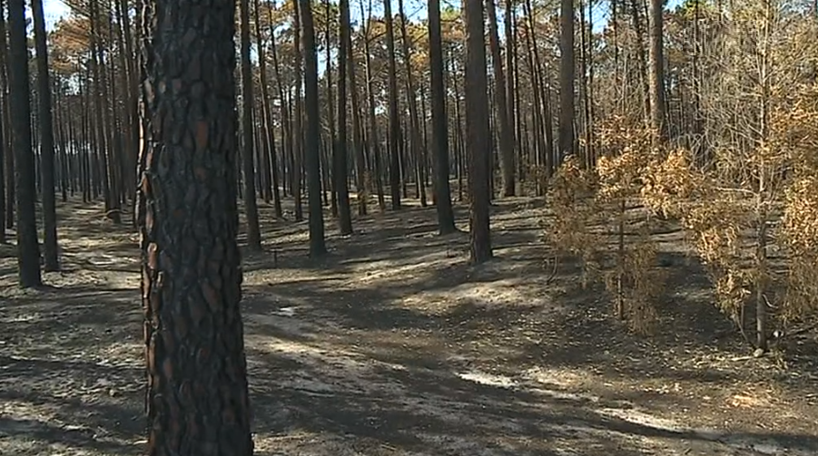 Área ardida no Pinhal de Leiria