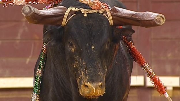 Corrida Mista no Campo Pequeno – Parte III