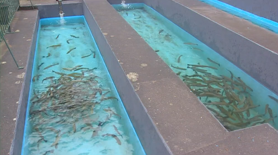 Repovoamento de trutas em cursos de água da região