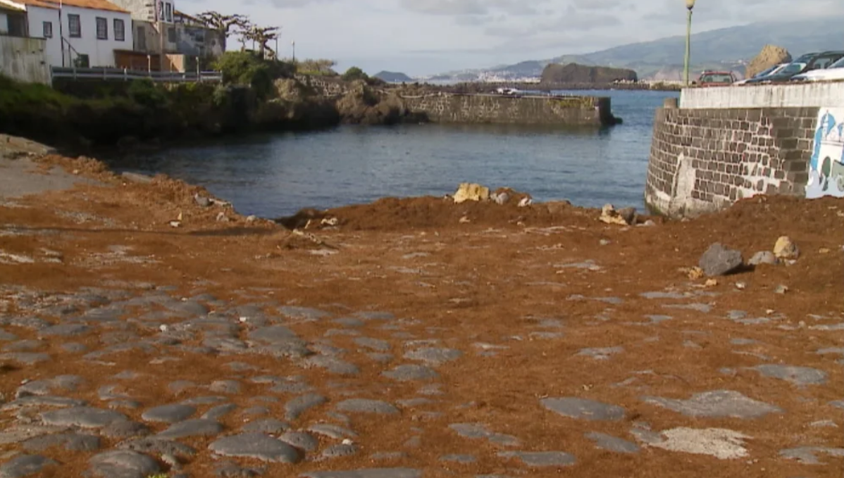 Algas no porto da Madalena