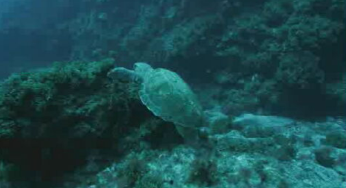 Preservação de espécies marinhas