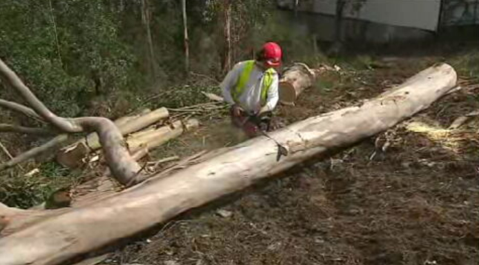 Limpeza das florestas