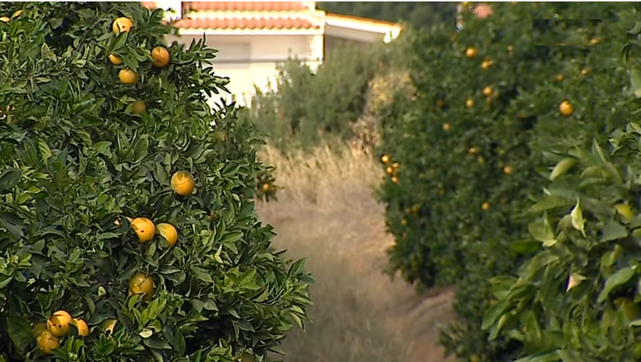 Seca afeta produção de citrinos