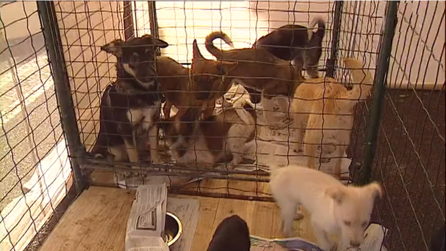 Campanha para adoção de cães e gatos na Madeira