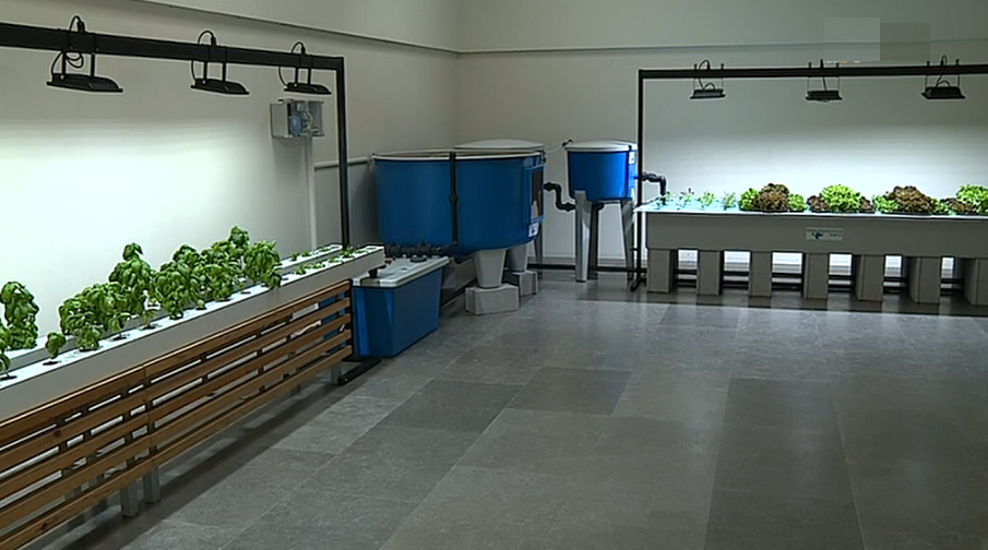 Técnica de produção por Aquaponia