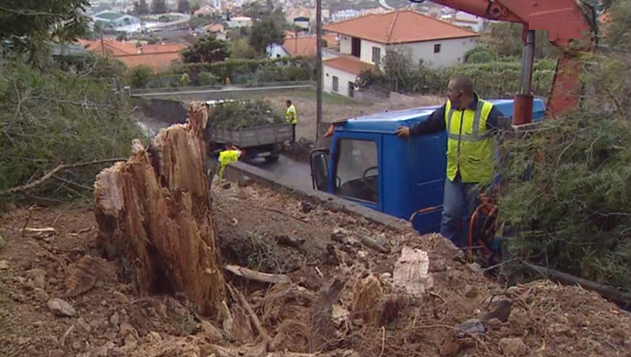 Vento forte provoca queda de árvores na Madeira