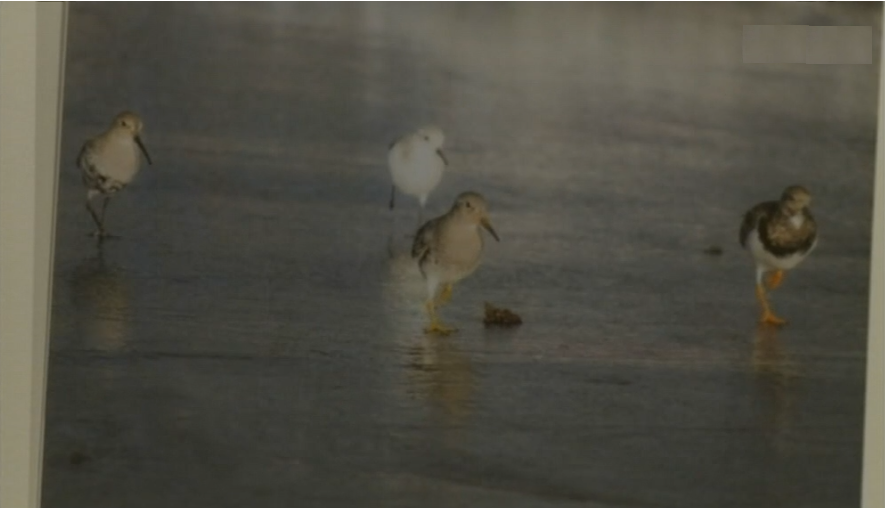 Festival Azores Birdwatching Art