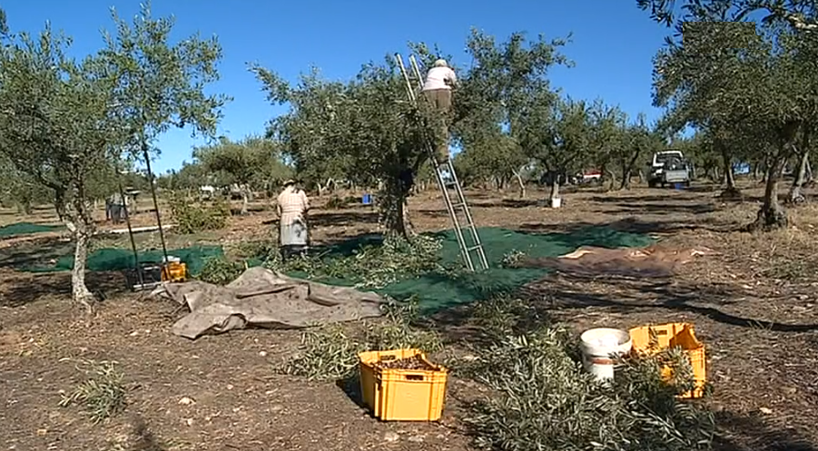 Apanha da Azeitona