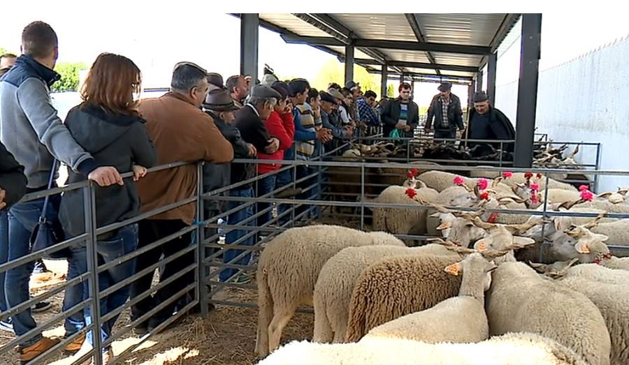 Festa do Borrego em Celorico da Beira