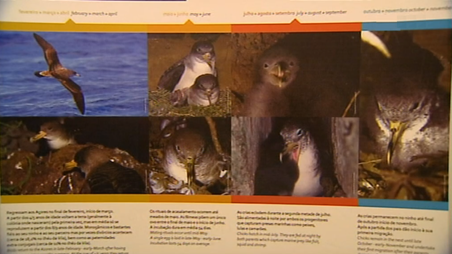 Campanha “SOS Cagarro”