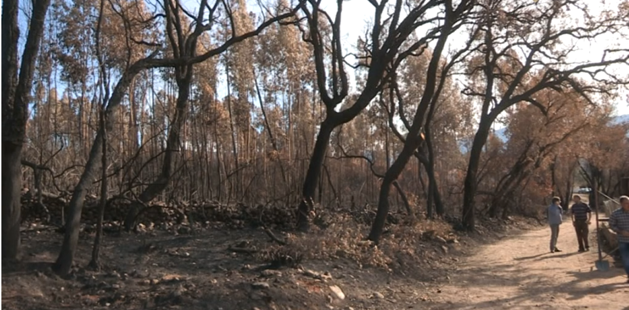 Prejuízos causados pelos incêndios florestais