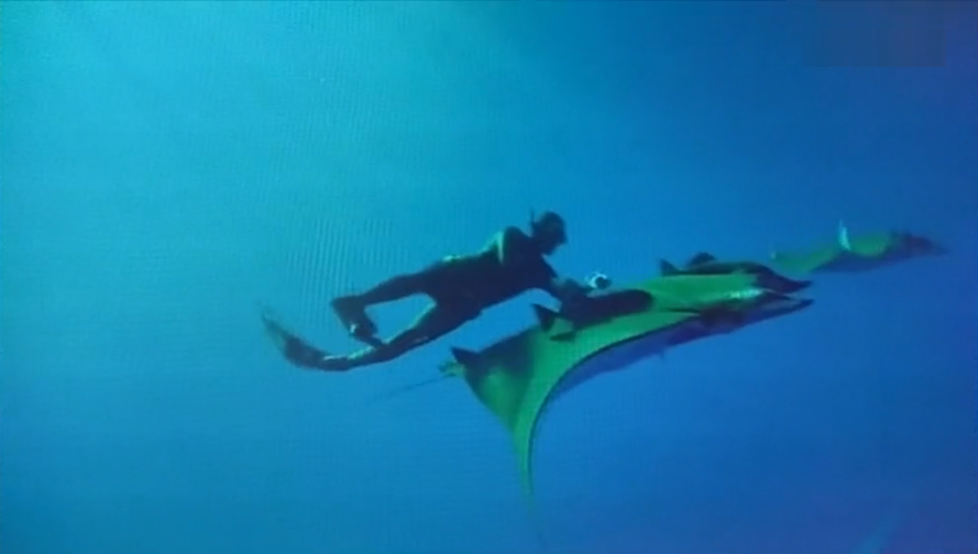 Estudo da jamanta e tubarão azul