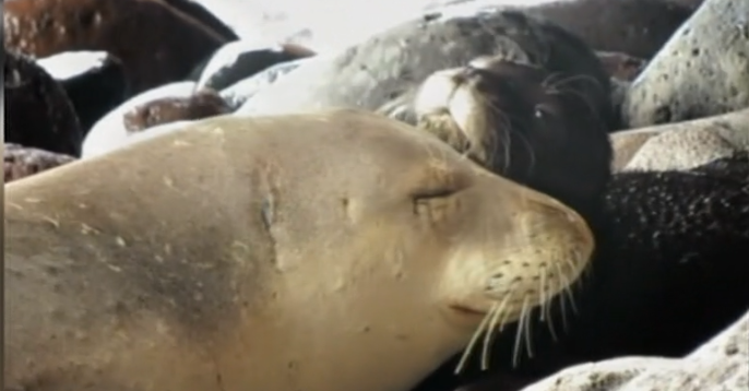 Nascimento de lobos marinhos nas Desertas