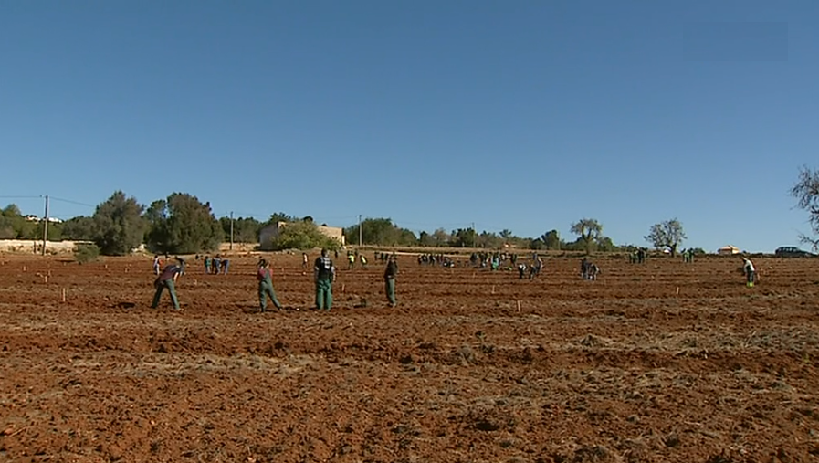 Plantação de árvores em Loulé