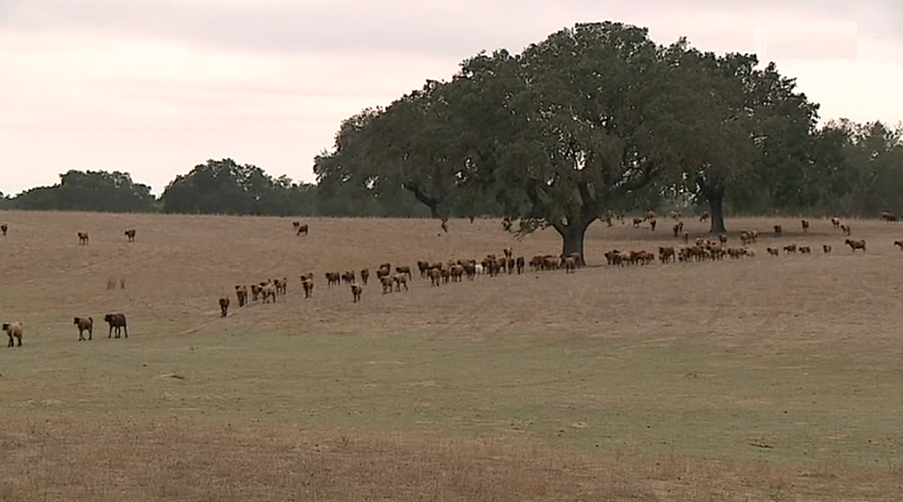 Seca no Alentejo