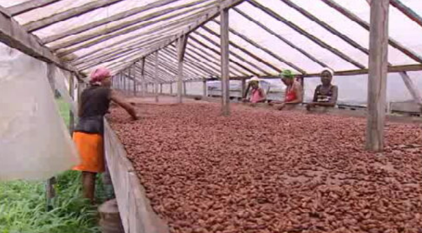 Fábrica de chocolate em São Tomé