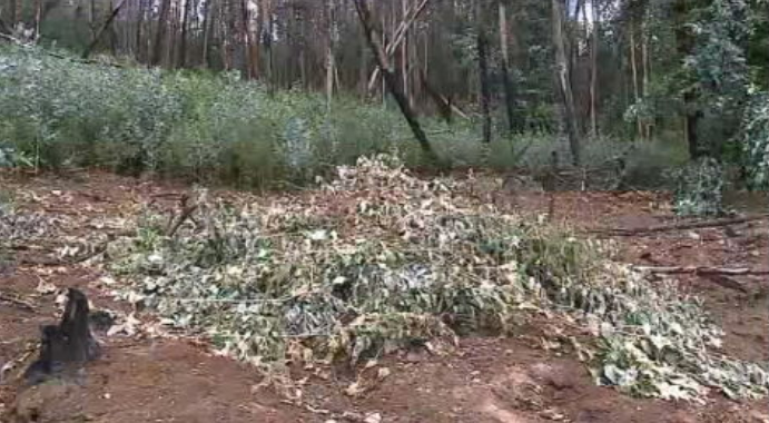 Plano dos incêndios de Pedrógão chumbado