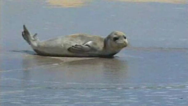 Cria de Lobo Marinho