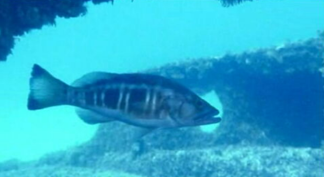 Peixes exóticos no Algarve