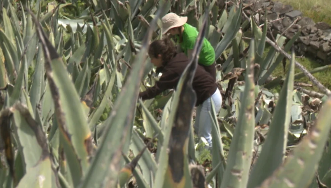 Turismo de voluntáriado