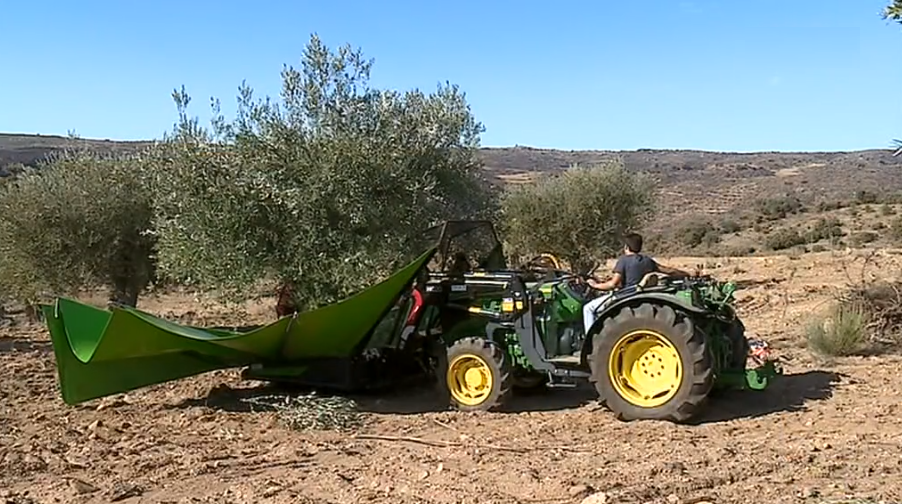 Produção de azeite biológico I