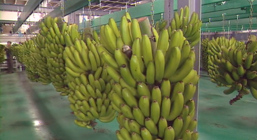 Gesba compra banana sem verba da União Europeia