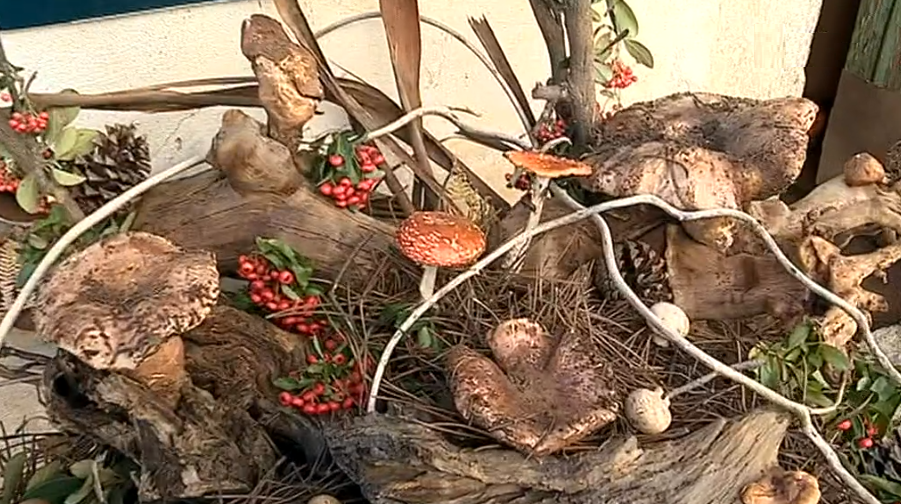 Festival de Míscaros e Cogumelos