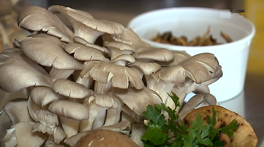 Outono sem cogumelos