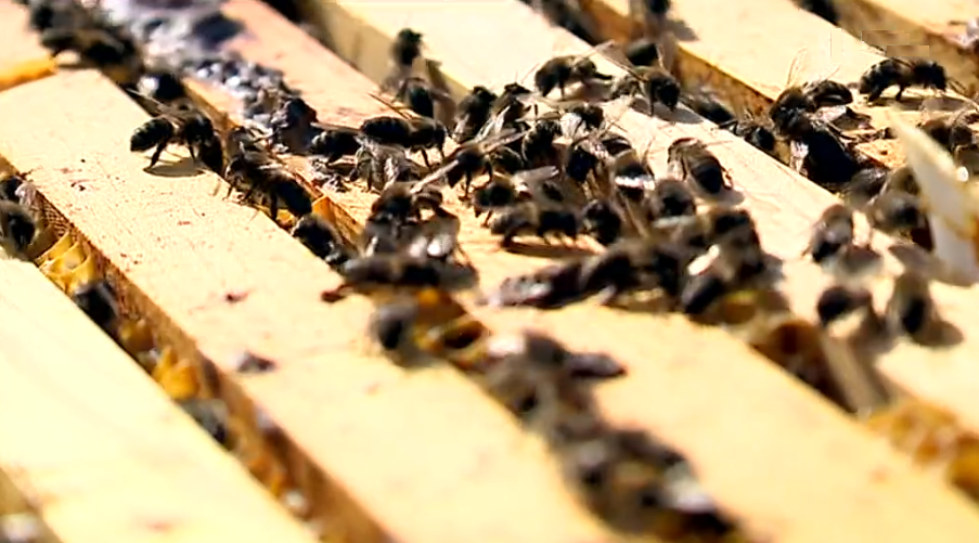 Quebra na produção do mel