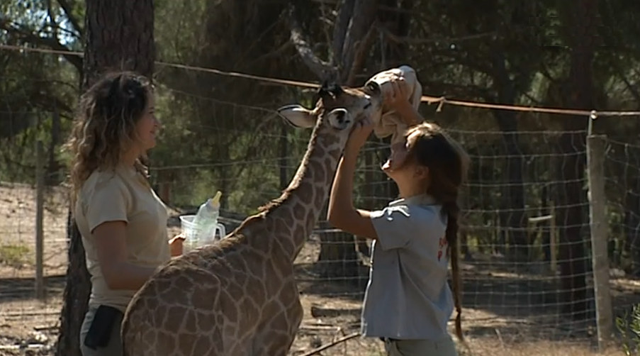 Badoca Safari Park I