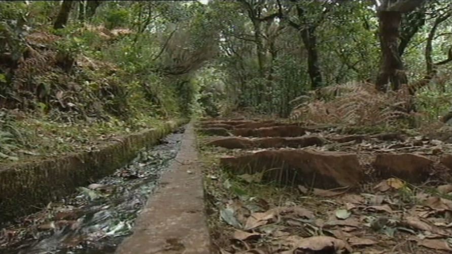 Jornada florestal dos arquipélagos da Macaronésia