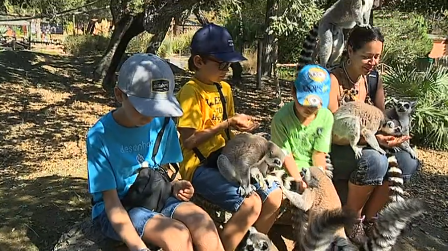 Badoca Safari Park II