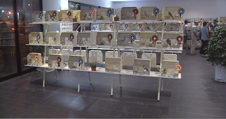 Exposição de aves no Centro Cívico de São Martinho