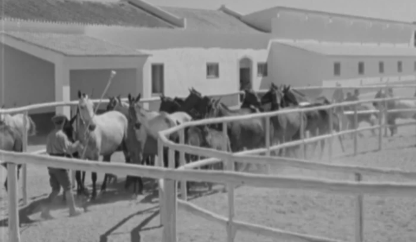 Hipismo: raid hípico