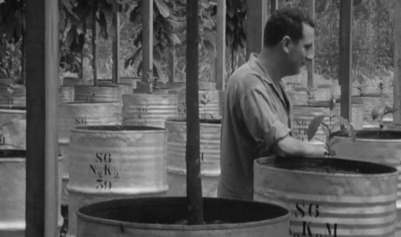 Centro de Estudos Agronómicos de São Tomé e Príncipe