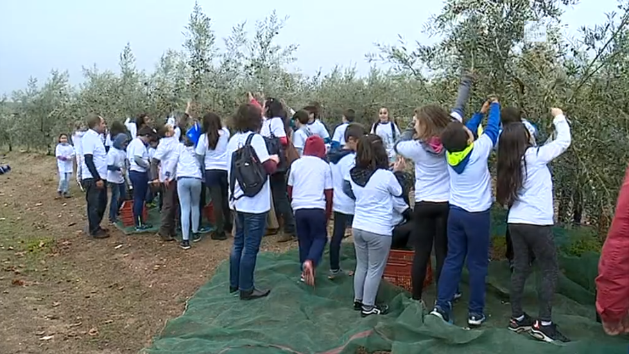 Alunos participam na apanha da azeitona