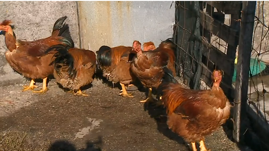 Capões de Freamunde I