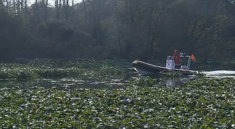 Planta invasora cobre rio Cávado