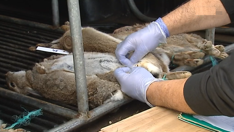 Estudo da doença hemorrágica nos coelhos bravos