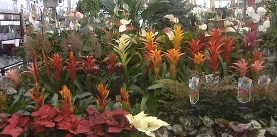 Procura das flores típicas do Natal