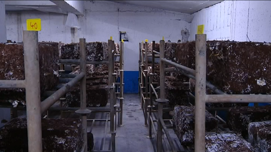 Quinta “A Caverna” nos subterrâneos de Paris