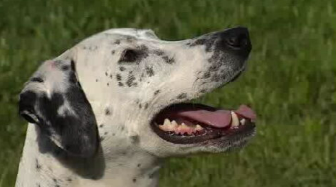 Estudo sobre o cancro